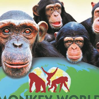 Monkey World