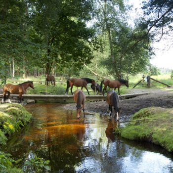 The New Forest